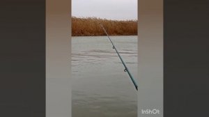 Ноябрьский сазан на Тишковском канале.