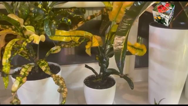 Кротоновые короли и королевы King of Siam, Queen of Siam, True King of Siam, GoldKing, QueenVictori смотреть онлайн