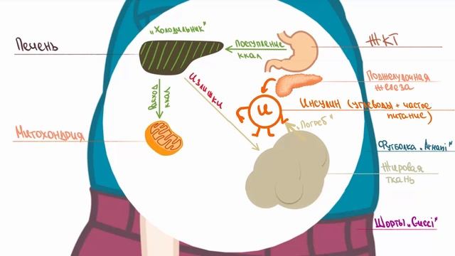 #15 Ем меньше, но не могу похудеть: гормоны против калорий