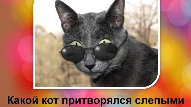 викторина кошки смотреть онлайн