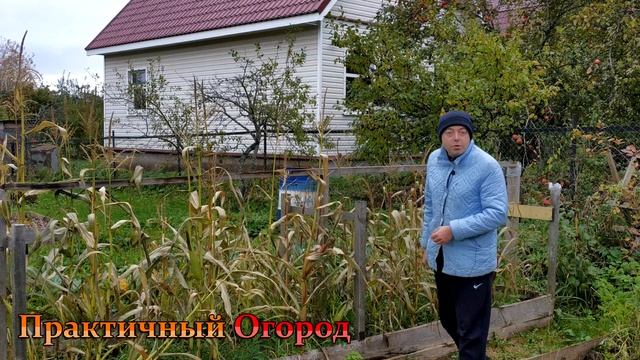 Остался без урожая кукурузы! Неужели активная мульча обман!? смотреть онлайн