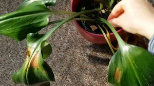 Эухарис/ Амазонская лилия| Уход и выращивание в домашних условиях