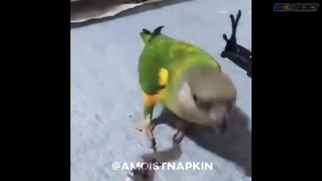 Gifs With Sound #196 | Mix Select смотреть онлайн