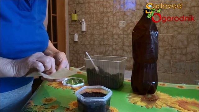 Посадка петунии на рассаду: как правильно сажать семена петунии. смотреть онлайн