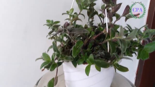 Tradescantia sillamontana Cuidados[Tradescantia lanosa] смотреть онлайн