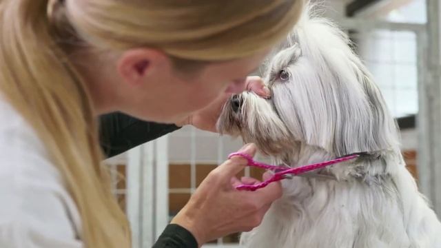 Tout Savoir sur le Chien Bichon Havanais ? Caractère - Défauts et Qualités смотреть онлайн