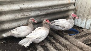 Сколько яиц несут мои Индоутки ?