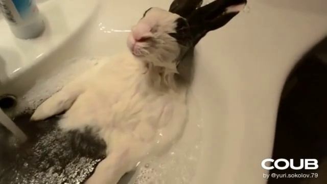 СМЕШНЫЕ КОШКИ. ПОДБОРКА ПРИКОЛОВ С ЖИВОТНЫМИ. смотреть онлайн