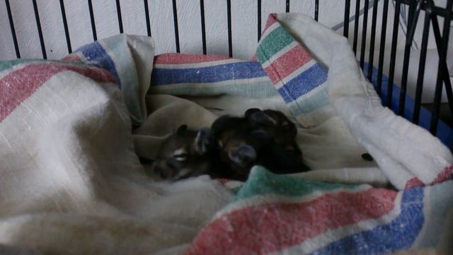 Чилийская белка Дегу смотреть онлайн