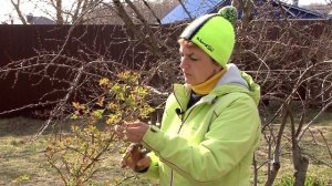 Как обрезать плетистую розу