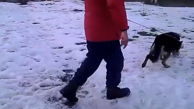 Дрессировка собак.Немецкая овчарка.Вольф выборка вещей. смотреть онлайн