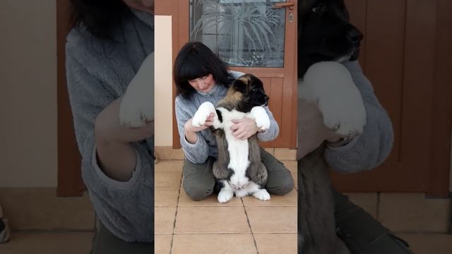 Сердце Воина Субару, мальчик американской акиты, скоро 3 месяца. смотреть онлайн