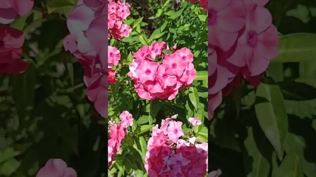 Флоксы #shorts #flowers #цветы #флоксы смотреть онлайн