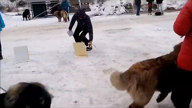 сравнение на ЛЩ смотреть онлайн