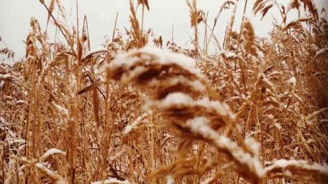 ты сегодня не пришла ! смотреть онлайн
