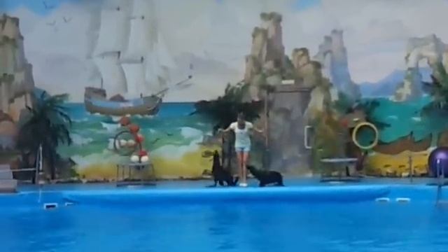 Дельфины в душе. Часть1 -Dolphins