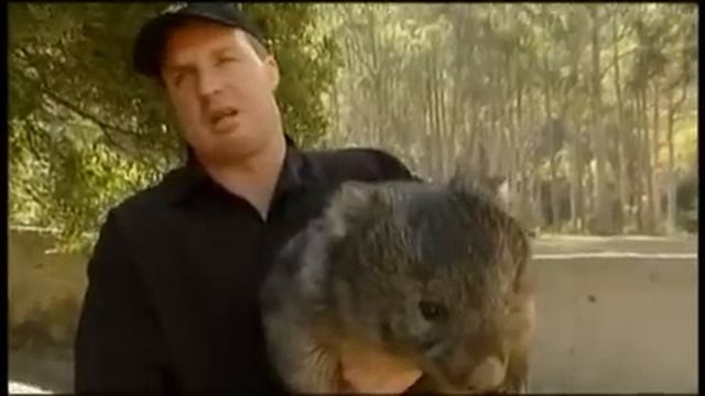 Funny Wombat - Вомбат