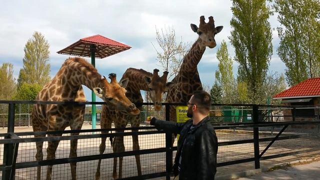 кормление Жирафа Сафари Парк Тайган смотреть онлайн