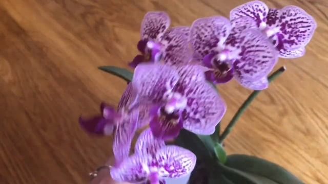 Орхидея Фаленопсис Мультифлора миди с Вариегатными листьями