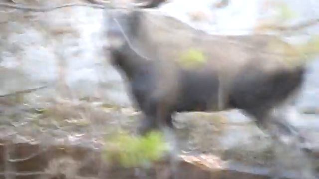 Лось не может выбраться из бетонного русла реки смотреть онлайн