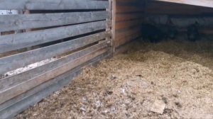 Порося гибриды. Мангалица и дикий кабан