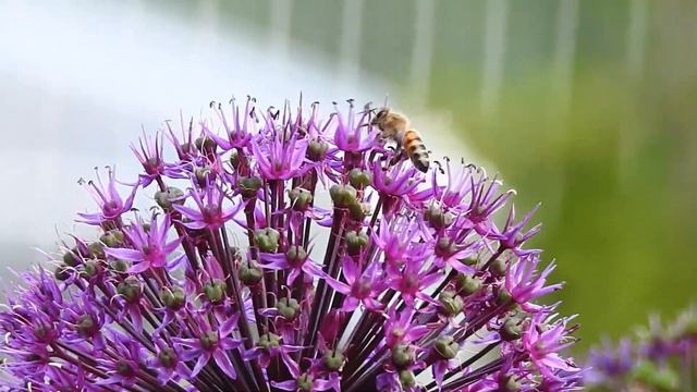 Allium aflatunense(Украсни лук)&Аpis mellifera(пчелa)-10-05-2019/16:15ч-Ву Драгана М. Реџић,Србија смотреть онлайн
