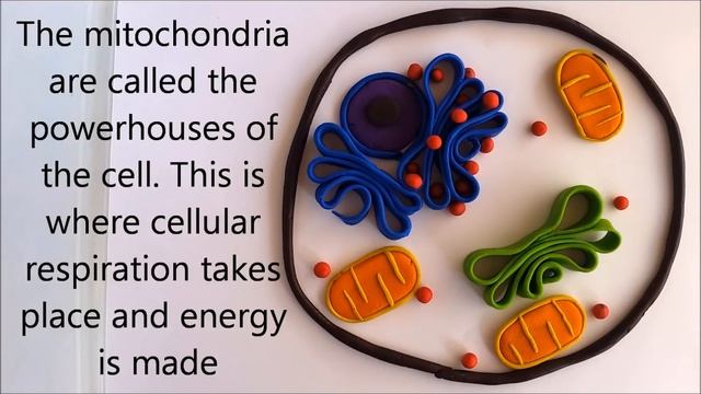 Cell organelles & their functions смотреть онлайн