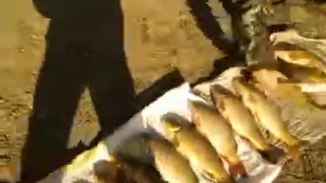 Sazan Avı Carp fishing Suat Enis Turkey/Ankara смотреть онлайн