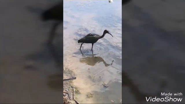 Соленое озеро,мажимся грязью) смотреть онлайн