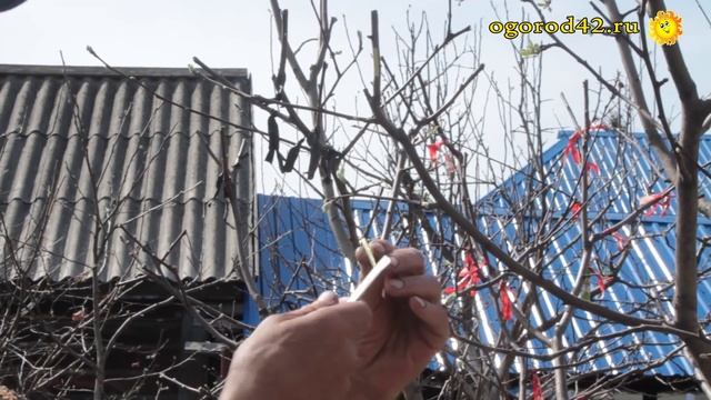 Прививка щитком плодовых деревьев смотреть онлайн
