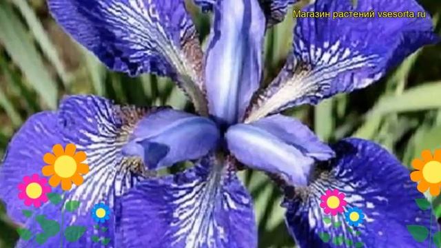 Ирис сибирский Кита-Но-Сеиза. Краткий обзор, описание характеристик iris sibirica Kita-No-Seiza смотреть онлайн