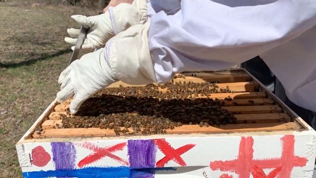 Splitting Bees into the Anel Hive [Cora splits her own bees] | Installing a Queen in the Anel Hive смотреть онлайн