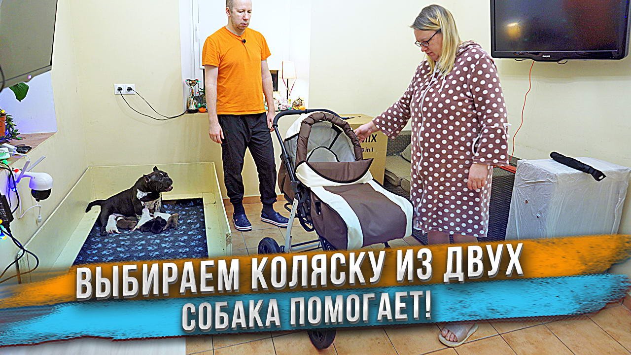 Беременная жена, муж и собака выбирают коляску! Китайская или Польская? Tomix или Alis? смотреть онлайн