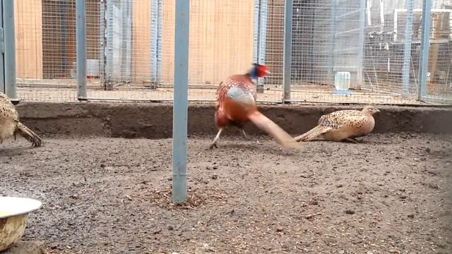 KING OF LOVE/ rabbit?/ PHEASANT! / To breeding pheasants at home смотреть онлайн