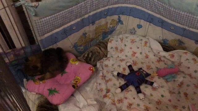 Игры щеночков шпица перед сном? смотреть онлайн