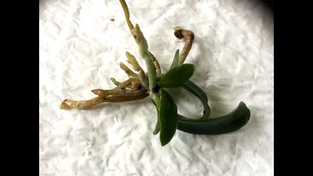 CATTLEYA INTERGLOSSA - MY NEW SEEDLING смотреть онлайн