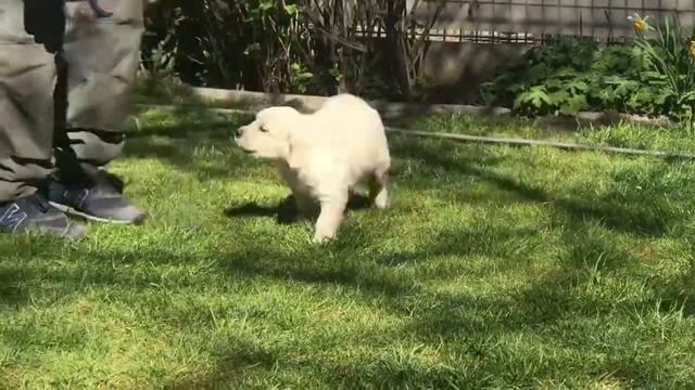 Tramin Gaudi - 6 weeks смотреть онлайн