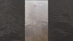 ЛЕБЕДИННАЯ СЕМЬЯ