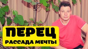 рассада перца как вырастить в Москве, от семян до высадки в грунт, РАССАДА МЕЧТЫ от А до Я.