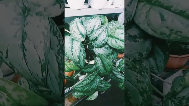 Scindapsus Pictus смотреть онлайн