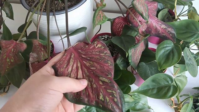Caladium Philodendron Scandes | Moje Rośliny | Moja Kolekcja Roślin Doniczkowych | Miejska Dżungla