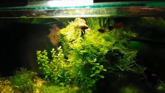 Рождественский мох на коряжке смотреть онлайн