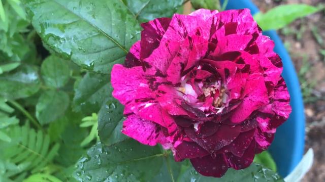 Purple Tiger Rose From Heirloom Roses