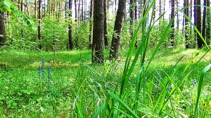 Весенний день. Звуки природы. Пение птиц. Видео для отдыха.