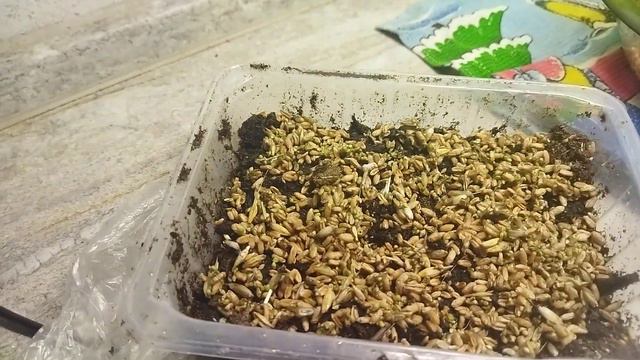 Как я проращиваю пшеницу-кладезь витаминов и выращиваю витграсс смотреть онлайн