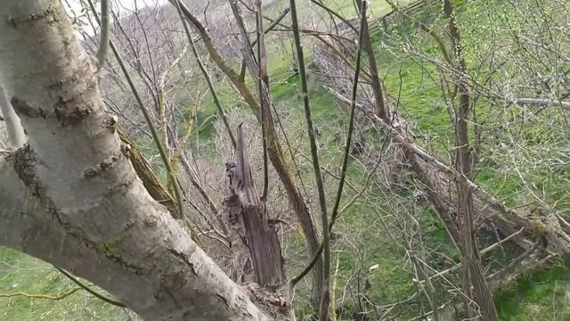 Прививка вербы на иву смотреть онлайн