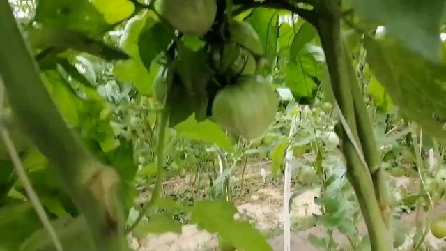 Томат Огненный гребень (охра) смотреть онлайн