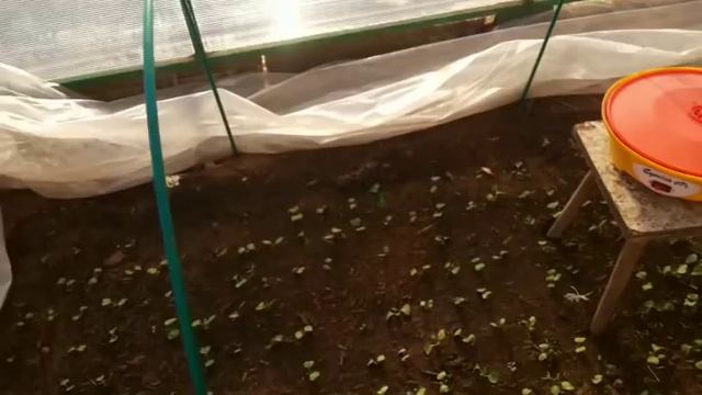 Посадка редиса в теплице смотреть онлайн