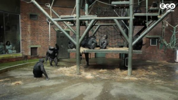 Why do we need zoos?