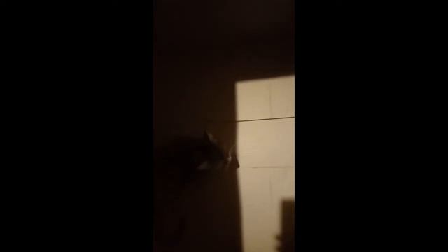 Как сделать дом для кошки смотреть онлайн